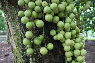 Ağaç ve Hasat İçin Lezzetli Baccaurea motleyana