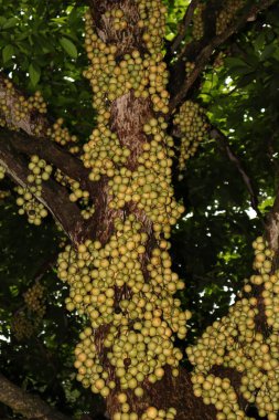 Ağaç ve Hasat İçin Lezzetli Baccaurea motleyana