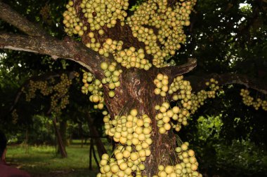Ağaç ve Hasat İçin Lezzetli Baccaurea motleyana