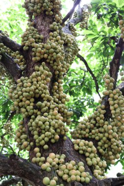 Ağaç ve Hasat İçin Lezzetli Baccaurea motleyana