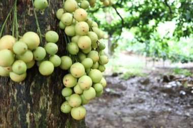 Ağaç ve Hasat İçin Lezzetli Baccaurea motleyana