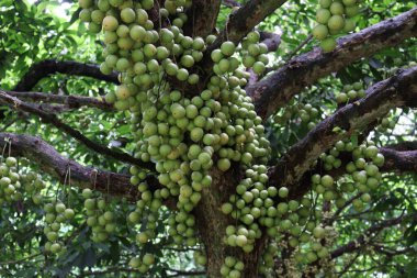 Ağaç ve Hasat İçin Lezzetli Baccaurea motleyana