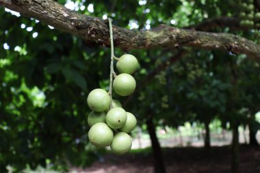 Ağaç ve Hasat İçin Lezzetli Baccaurea motleyana