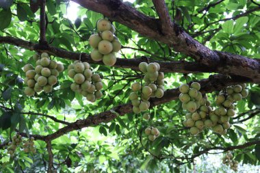 Ağaç ve Hasat İçin Lezzetli Baccaurea motleyana