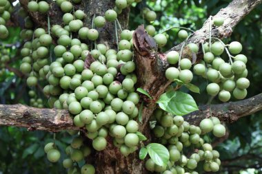 Ağaç ve Hasat İçin Lezzetli Baccaurea motleyana