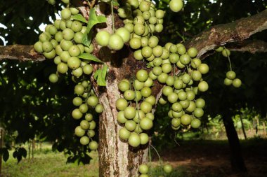 Ağaç ve Hasat İçin Lezzetli Baccaurea motleyana