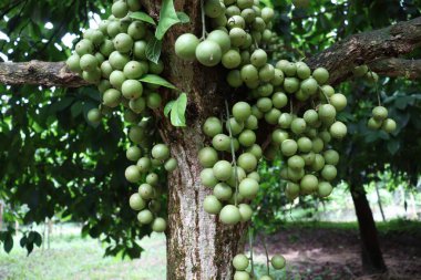 Ağaç ve Hasat İçin Lezzetli Baccaurea motleyana
