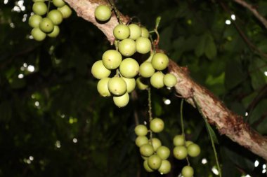 Ağaç ve Hasat İçin Lezzetli Baccaurea motleyana