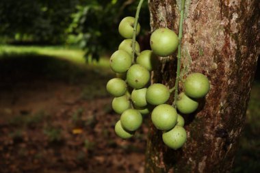 Ağaç ve Hasat İçin Lezzetli Baccaurea motleyana