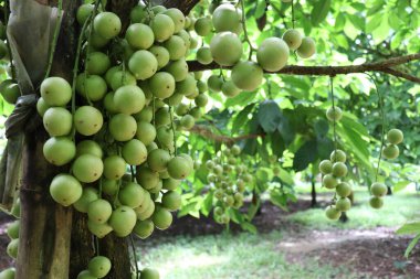 Ağaç ve Hasat İçin Lezzetli Baccaurea motleyana