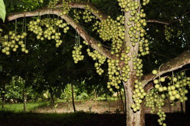 Ağaç ve Hasat İçin Lezzetli Baccaurea motleyana