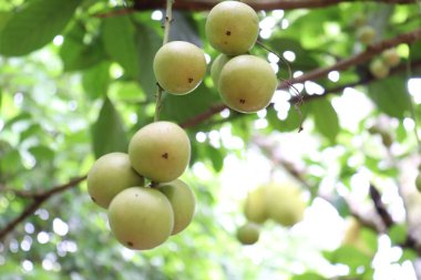 Ağaç ve Hasat İçin Lezzetli Baccaurea motleyana