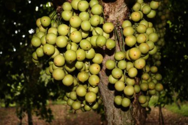 Ağaç ve Hasat İçin Lezzetli Baccaurea motleyana