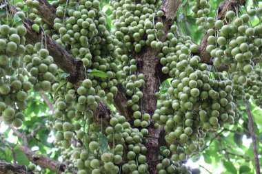 Ağaç ve Hasat İçin Lezzetli Baccaurea motleyana