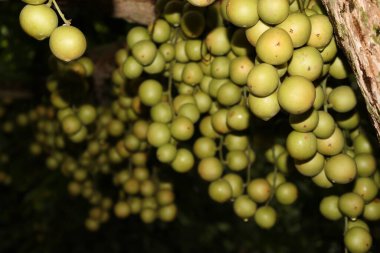 Ağaç ve Hasat İçin Lezzetli Baccaurea motleyana