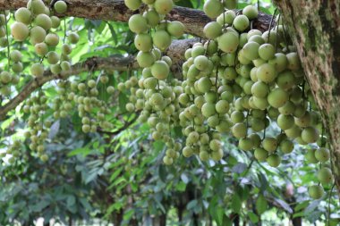Ağaç ve Hasat İçin Lezzetli Baccaurea motleyana
