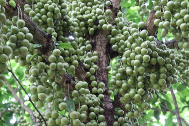 Ağaç ve Hasat İçin Lezzetli Baccaurea motleyana