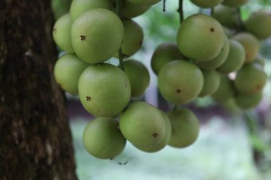 Ağaç ve Hasat İçin Lezzetli Baccaurea motleyana