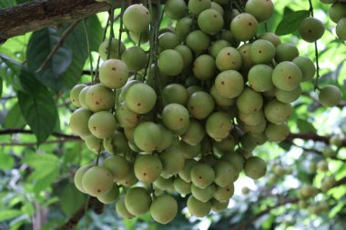 Ağaç ve Hasat İçin Lezzetli Baccaurea motleyana