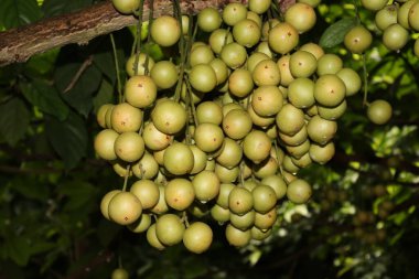 Ağaç ve Hasat İçin Lezzetli Baccaurea motleyana