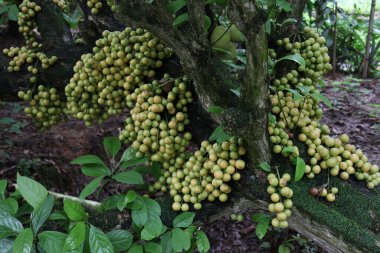 Ağaç ve Hasat İçin Lezzetli Baccaurea motleyana