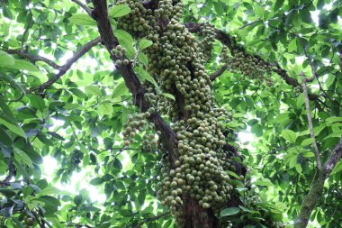 Ağaç ve Hasat İçin Lezzetli Baccaurea motleyana