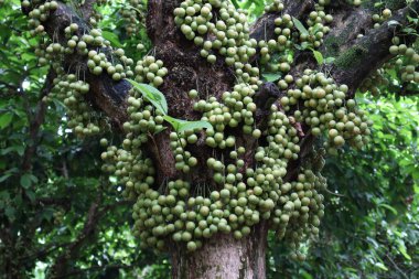 Ağaç ve Hasat İçin Lezzetli Baccaurea motleyana