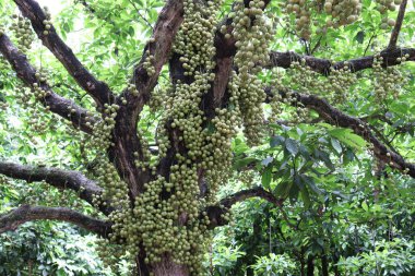 Ağaç ve Hasat İçin Lezzetli Baccaurea motleyana