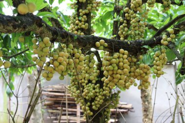 Ağaç ve Hasat İçin Lezzetli Baccaurea motleyana