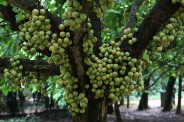 Ağaç ve Hasat İçin Lezzetli Baccaurea motleyana