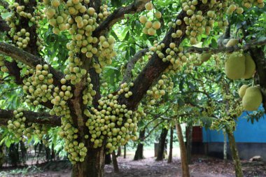 Ağaç ve Hasat İçin Lezzetli Baccaurea motleyana