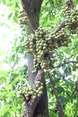 Ağaç ve Hasat İçin Lezzetli Baccaurea motleyana