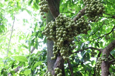 Ağaç ve Hasat İçin Lezzetli Baccaurea motleyana