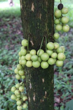 Ağaç ve Hasat İçin Lezzetli Baccaurea motleyana