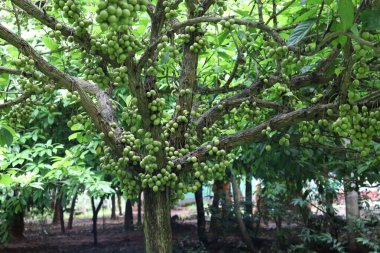 Ağaç ve Hasat İçin Lezzetli Baccaurea motleyana