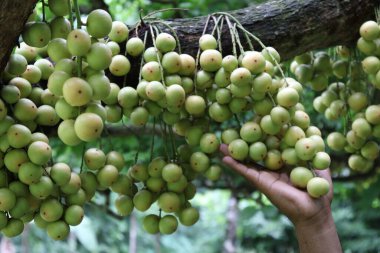 Ağaç ve Hasat İçin Lezzetli Baccaurea motleyana