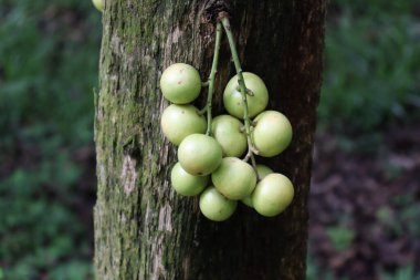 Ağaç ve Hasat İçin Lezzetli Baccaurea motleyana