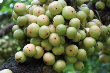 Ağaç ve Hasat İçin Lezzetli Baccaurea motleyana