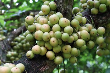 Ağaç ve Hasat İçin Lezzetli Baccaurea motleyana