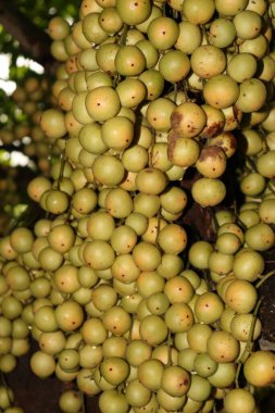Ağaç ve Hasat İçin Lezzetli Baccaurea motleyana