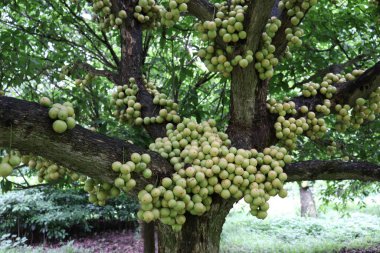Ağaç ve Hasat İçin Lezzetli Baccaurea motleyana