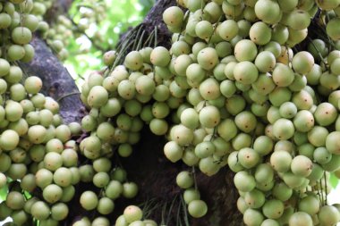 Ağaç ve Hasat İçin Lezzetli Baccaurea motleyana