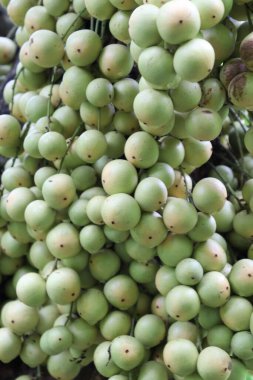 Ağaç ve Hasat İçin Lezzetli Baccaurea motleyana