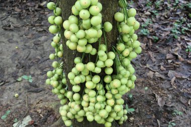 Ağaç ve Hasat İçin Lezzetli Baccaurea motleyana