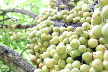 Ağaç ve Hasat İçin Lezzetli Baccaurea motleyana