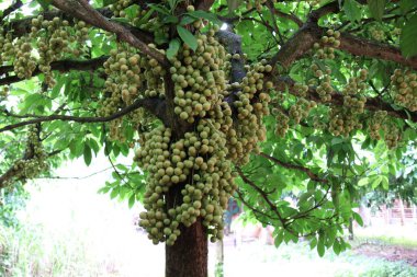 Ağaç ve Hasat İçin Lezzetli Baccaurea motleyana