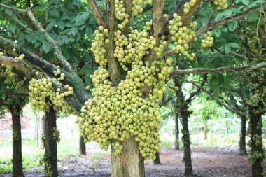 Ağaç ve Hasat İçin Lezzetli Baccaurea motleyana