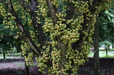 Ağaç ve Hasat İçin Lezzetli Baccaurea motleyana