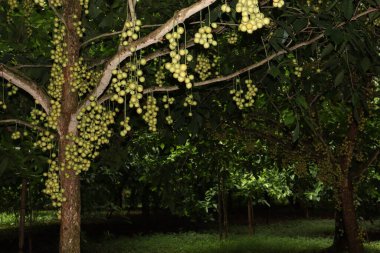 Ağaç ve Hasat İçin Lezzetli Baccaurea motleyana