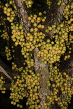 Ağaç ve Hasat İçin Lezzetli Baccaurea motleyana